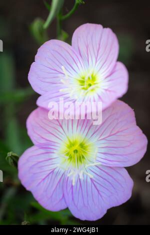 Un gros plan vertical de deux fleurs d'onagrose vibrantes Banque D'Images