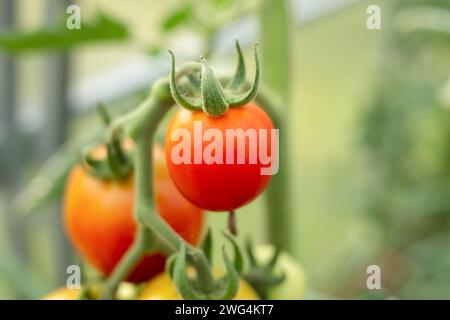 belle tomate rouge sur une branche verte. éco sain, légumes bio, alimentation saine Banque D'Images