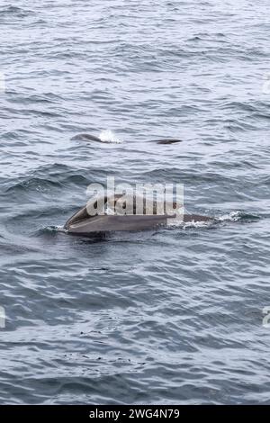 Un instantané vertical capturant une scène tendre d'une famille de baleines pilotes, avec un veau près de sa mère dans les eaux près d'Andenes. Îles Lofoten Banque D'Images