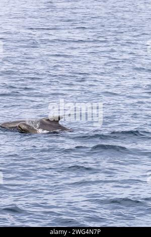 Dans les eaux tranquilles près d'Andenes, un veau baleine pilote à longues nageoires reste proche de sa mère, mettant en valeur les doux liens familiaux de ces marins Banque D'Images