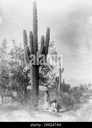 Gathering saguaro fruit, 1907, c1907. Deux femmes Pina récoltant des fruits de cactus saguaro, Arizona, une assise sur le sol à la base de cactus hauts, l'autre debout avec un plateau à panier sur la tête. Banque D'Images