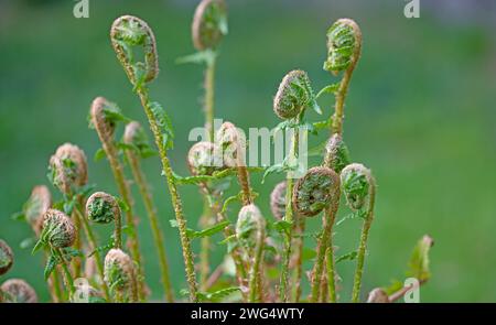 Fougère royale, Osmunda regalis, en gros plan Banque D'Images