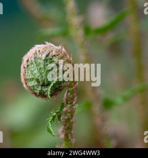 Fougère royale, Osmunda regalis, en gros plan Banque D'Images