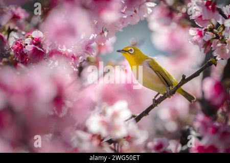 Oeil blanc japonais avec cerisiers en fleurs (nom japonais : Kawazu-zakura) à Shibuya, Tokyo, Japon Banque D'Images