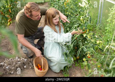 père et fille voient et récoltent des légumes biologiques dans une serre. famille heureuse et joyeuse faisant du jardinage à la ferme. grosse récolte Banque D'Images
