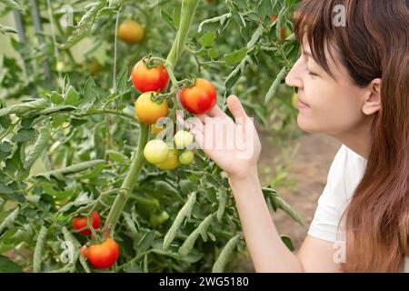 une femme aux longs cheveux foncés récolte des tomates biologiques dans une serre. Le passe-temps d'une personne est le jardinage Banque D'Images