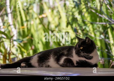 Un chat domestique noir et blanc repose sur le toit d'une voiture, dans une ferme près de la ville coloniale de Villa de Leyva, dans le centre de la Colombie. Banque D'Images