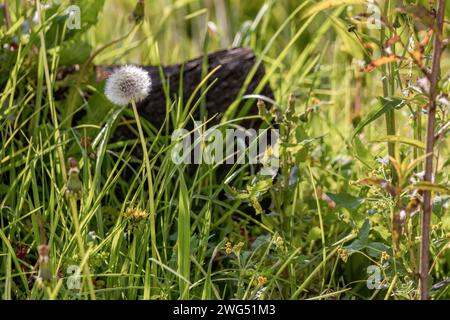 Une tête de graine de pissenlit parmi l'herbe dans un jardin, dans les montagnes orientales des Andes du centre de la Colombie, en fin d'après-midi. Banque D'Images