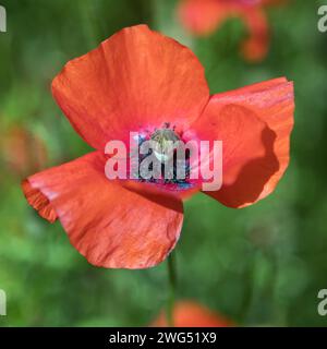 Coquelicots rouges ou coquelicots communs, coquelicots de maïs, corn rose, coquelicots des champs, coquelicots des flandres, détail de fleur, en latin Papaver Rhoaes Banque D'Images