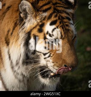 Tir de tête de tigre. Banque D'Images
