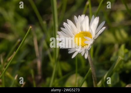 Daisy Banque D'Images