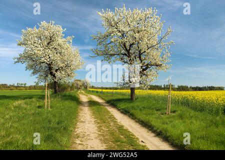 Allée de cerisiers en fleurs et chemin de terre et champ de colza canola ou colza, vue printanière Banque D'Images