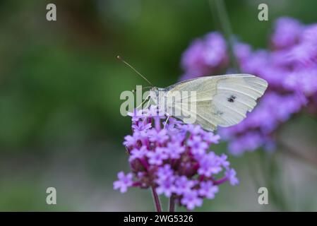 Un papillon blanc de chou reposant sur une fleur de verveine violette Banque D'Images