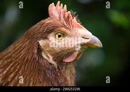 Une photo en gros plan de la tête d'un poulet de sauvetage Banque D'Images