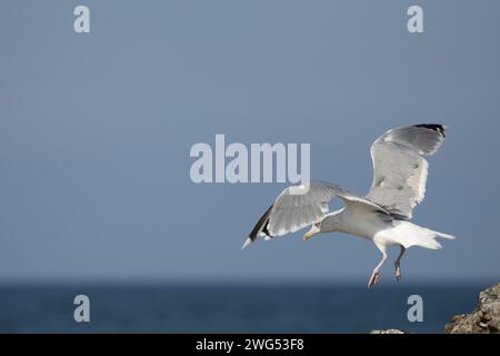 European Herring Gull Banque D'Images