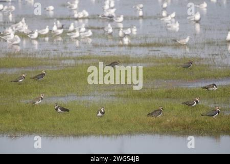 Mouettes et Peewits Banque D'Images