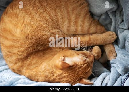 Chat gingembre enroulé en boule et dort de près Banque D'Images