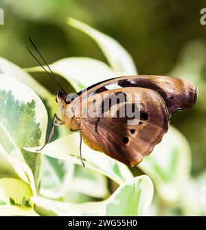 Papillon, Parthenos Sylvia sur une feuille Banque D'Images