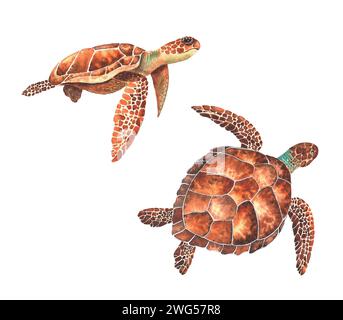 Tortues de mer aquarelle sur fond blanc. Illustration sous-marine, vie marine Banque D'Images