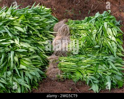 Un bouquet de feuilles vertes d'épinards d'eau (Ipomoea aquatica). Banque D'Images