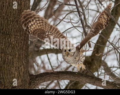 Barred Owl prenant le vol d'une branche d'arbre dans la forêt en hiver Banque D'Images