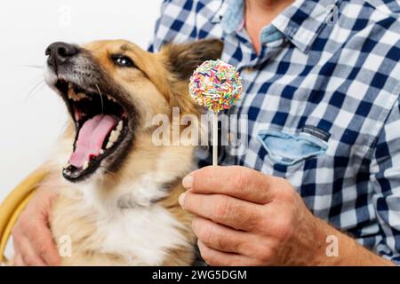 Dog licking cake pops. Pas d'aliments sains Banque D'Images