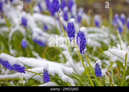 fleur de muscari bleu couverte de neige au printemps Banque D'Images