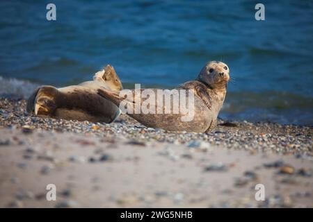 Phoques sur la plage de l'île de Heligoland Banque D'Images