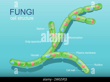 Anatomie d'une cellule typique de champignons. Hyphes fongiques et structure cellulaire. Diagramme vectoriel Illustration de Vecteur