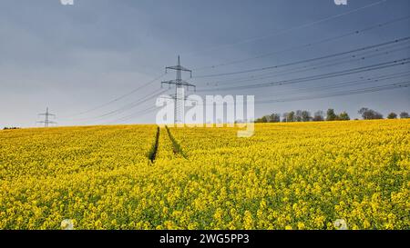 tour cpl sur un champ de canola jaune avec ciel bleu Banque D'Images