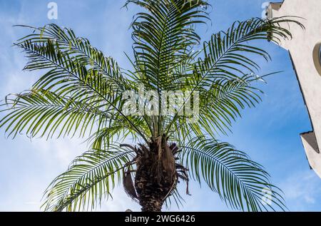 phoenix roebelenii. Palmier dattier Pygmi. Palmae (Arecaceae). Palmier Robellini. Banque D'Images