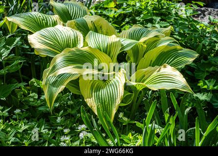 Feuillage panaché de couleurs vives de Hosta 'Queen Josephine' Banque D'Images