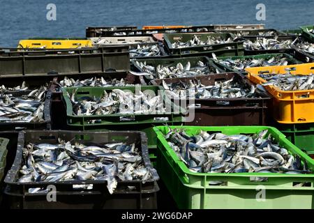 Surpêche, masses d'anchois européens (Engraulis encrasicolus) fraîchement capturés dans des caisses à poissons avant déchargement, image horizontale, Croatie, Pula Banque D'Images