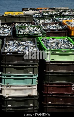 Surpêche, masses d'anchois européens (Engraulis encrasicolus) fraîchement capturés dans des caisses à poissons avant déchargement, image verticale, Croatie, Pula Banque D'Images