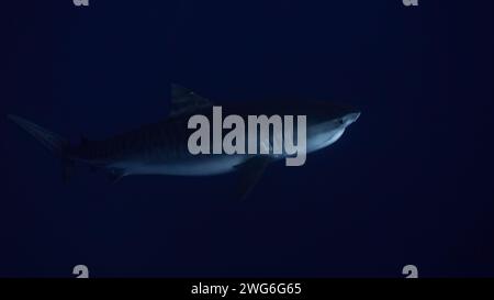 Requin tigre (Galeocerdo cuvier) dans les eaux ouvertes bleues de l'océan Indien Banque D'Images