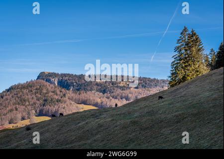 Groupe de chamois pâturage. Rupicapra rupicapra en forêt en hiver. Canton de Vaud, Suisse. Banque D'Images