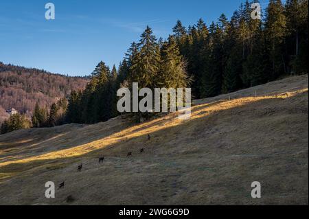 Groupe de chamois pâturage. Rupicapra rupicapra en forêt en hiver. Canton de Vaud, Suisse. Banque D'Images