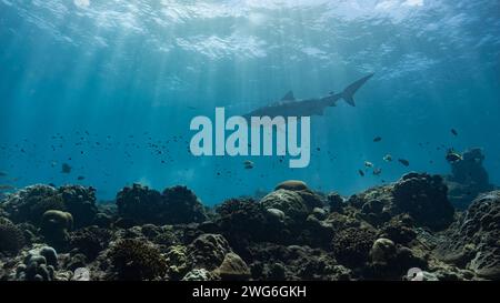 Le requin tigre (Galeocerdo cuvier) patrouille au-dessus d'un récif corallien peu profond au large de l'île maldivienne de Fuvahmulah Banque D'Images