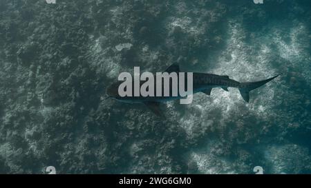 Plan descendant d'un requin tigre (Galeocerdo cuvier) patrouille au-dessus d'un récif corallien peu profond au large de l'île maldivienne de Fuvahmulah Banque D'Images