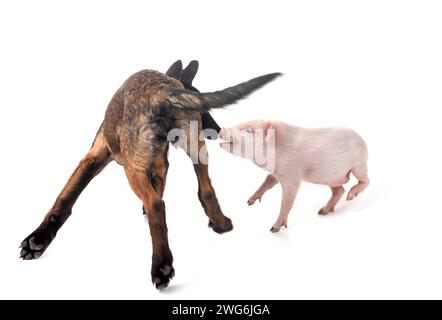 cochon miniature rose et chiot malinois devant fond blanc Banque D'Images