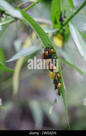 Gros plan de coccinelles (Coccinellidae) émergeant de la pupe sur une feuille. Banque D'Images