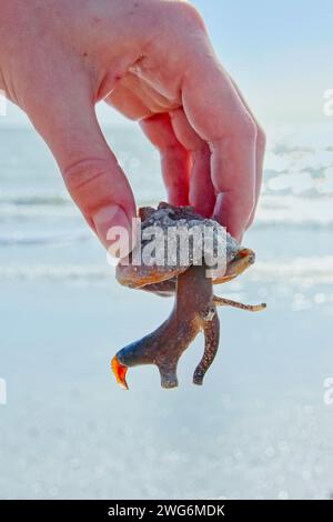 Tenant une coquille Florida Fighting Conch avec le corps de l'escargot, l'opercule et les yeux clairement visibles contre le rivage lumineux derrière Banque D'Images