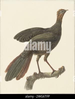 Tuifsjakohoen (Penelope purpurascens), Pieter Pietersz. Barbiers, 1759 - 1842 papier à dessin. aquarelle (peinture). marcheur de brosse à crayon et coureur d'oiseaux : guan à crête Banque D'Images