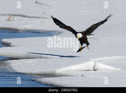 Aigles à tête blanche pêchant dans la South Platte River Colorado Banque D'Images