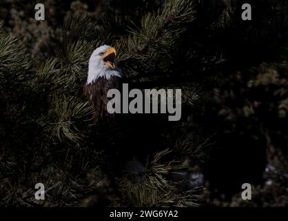 Aigles à tête blanche pêchant dans la South Platte River Colorado Banque D'Images