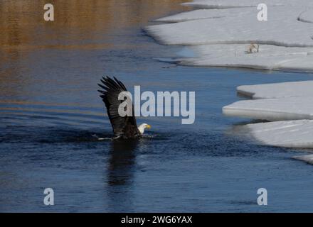 Aigles à tête blanche pêchant dans la South Platte River Colorado Banque D'Images