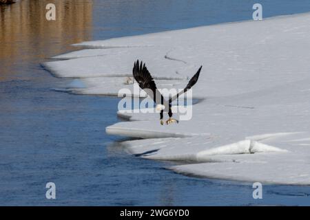 Aigles à tête blanche pêchant dans la South Platte River Colorado Banque D'Images