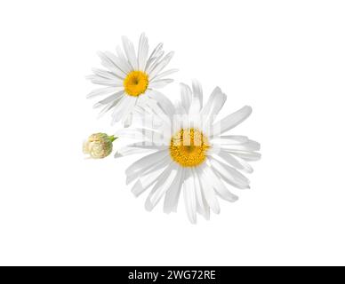 Fleurs de camomille isolées sur fond blanc. Fleurs de Marguerite. Banque D'Images