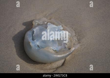 Le chou bleu mort sonne sur la plage humide de Borkum en automne Banque D'Images