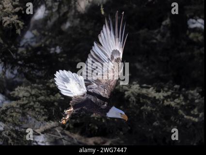 Aigles à tête blanche pêchant dans la South Platte River Colorado Banque D'Images